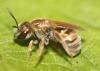 Seladonia sp.